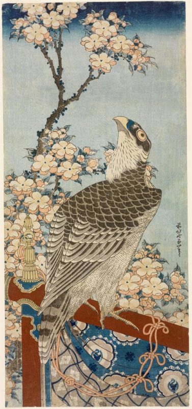 Katsushika Hokusai (artist), Moriya Jihei (publisher); Hawk and Cherry Blossoms (Kaido ni taka), from a set of five untitled prints of animals; ca. 1834. Image © Museum of Art, Rhode Island School of Design, Providence