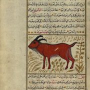 Author: Zakariya ibn Muhammad Qazwini; Scribe: Muhammad ibn Muhammad Shakir Ruzmah-'i Nathani, Illustration: A Goat; Leaf from Turkish Version of the Wonders of Creation, 1121 AH/AD 1717. The Walters Art Museum