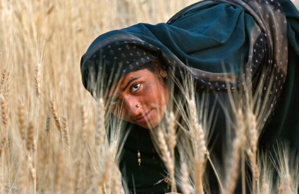 Ami Vitale. Guddi Bai Verma gathers wheat during the harvest. 2005.