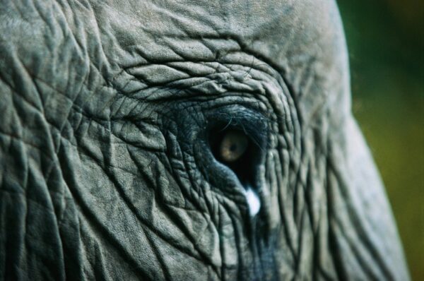 Ami Vitale. An elephant. India and its sacred elephants are being threatened by deforestation… 2004.