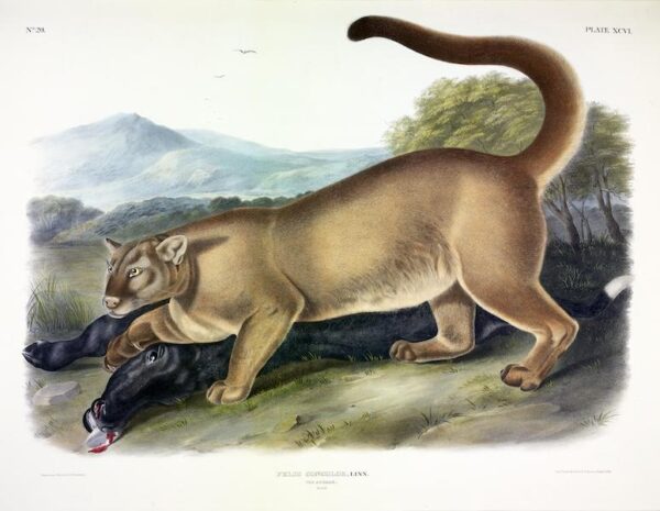 John James Audubon, Felis Concolor, Linn. Cougar (male)