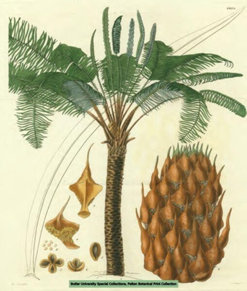 William Curtis, Sago palm, 1828