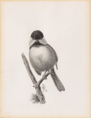 Louis Agassiz Fuertes. Black-capped Chickadee. 1897.