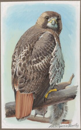 Louis Agassiz Fuertes. Red-tailed Hawk (#19). 1920s. 
